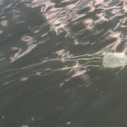 寒くなってきましたが海水温度は暖かい