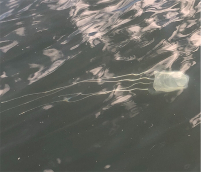 寒くなってきましたが海水温度は暖かい
