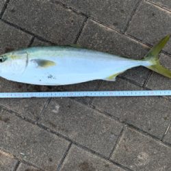 今日は大当たり