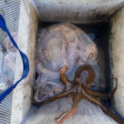 明石　　タコ釣り　　西海丸