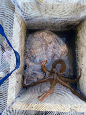 明石　　タコ釣り　　西海丸