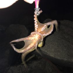 今年は厳しい〜