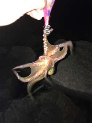 今年は厳しい〜