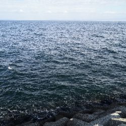 太刀魚とツバス