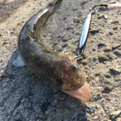 狙いの魚種と釣果があべこべ?