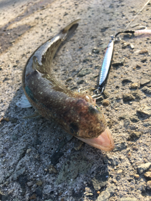 狙いの魚種と釣果があべこべ?