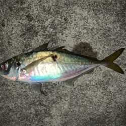 来た‼︎ ドラゴン　