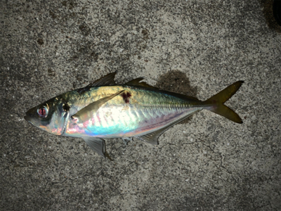 来た‼︎ ドラゴン　