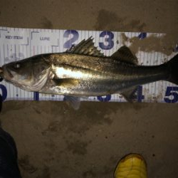 秋爆!!ランカー!