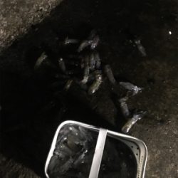 ハマチ!ヒイカ!!短時間で絶好釣!!