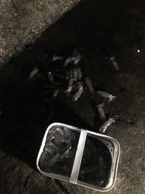 ハマチ!ヒイカ!!短時間で絶好釣!!