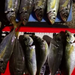 アジング練習 55