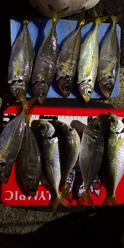 アジング練習 55