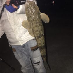 アジ/ヒイカ/アオリイカ♪GUNNING-STYLE