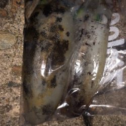 アオリイカ終盤戦