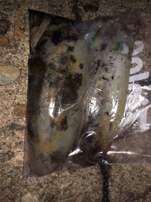 アオリイカ終盤戦