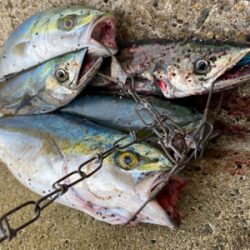 ショアジギング