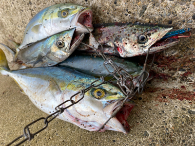 ショアジギング