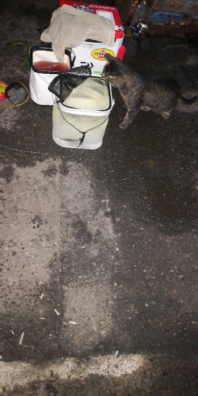 アジング練習 56