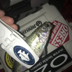 朝マズメアジング