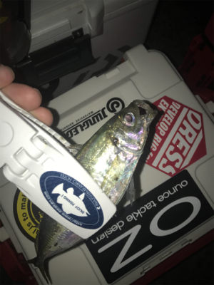 朝マズメアジング