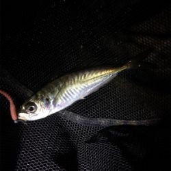 久しぶりのアジ