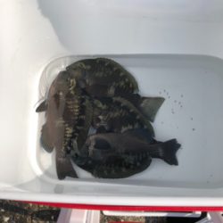 テトラでフカセ釣り