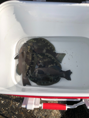 テトラでフカセ釣り