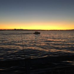 東側ベランダで夜釣り