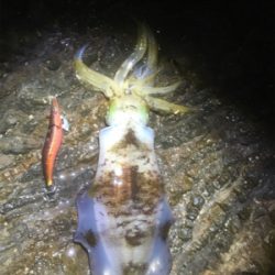 ポロポロ釣れる