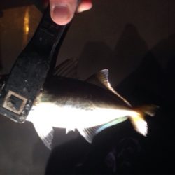 アジング&シーバス!