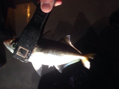 アジング&シーバス!