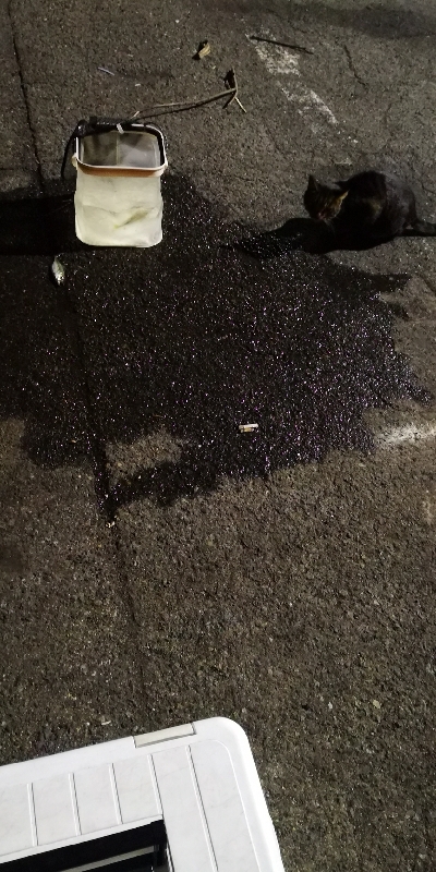 アジング練習  57