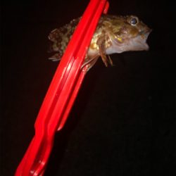 アジを求めて行ったのに、、