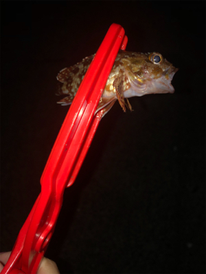 アジを求めて行ったのに、、