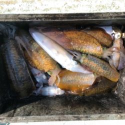 和歌山ティップラン、そしてクエが…