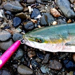 三重県 伊勢湾サーフ青物絶好調！