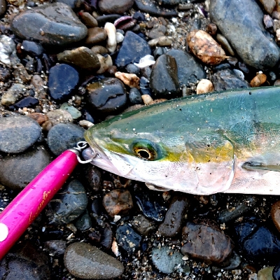 三重県 伊勢湾サーフ青物絶好調！