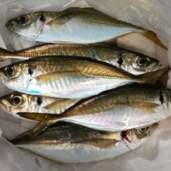 アジンガー1840〜2025