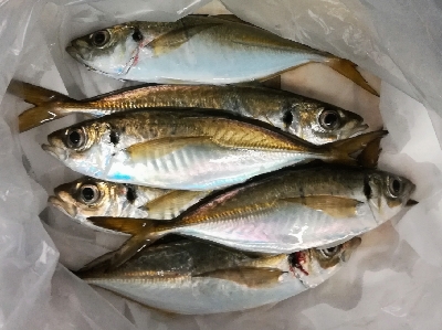 アジンガー1840〜2025