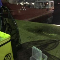 アオリが釣れないのでヒイカ釣りにσ(^_^;)