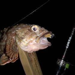 アジング練習 61