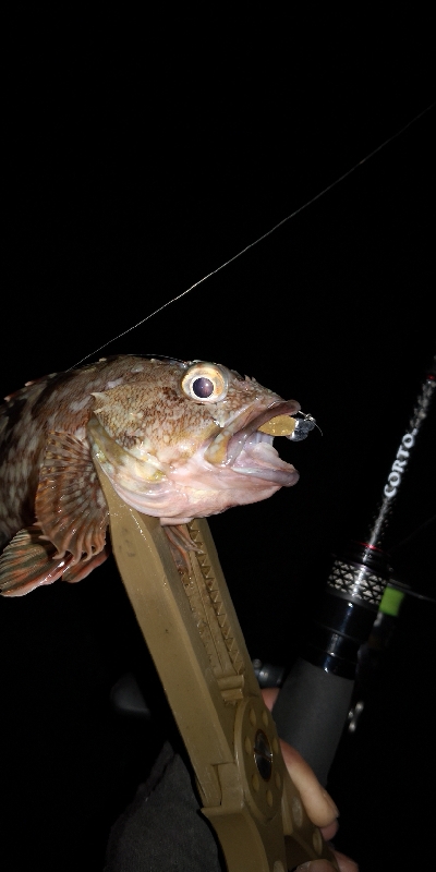 アジング練習 61