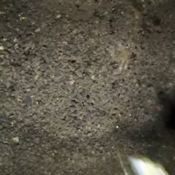 アジング練習 62