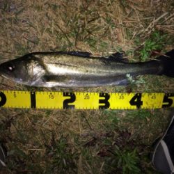 晩秋のシーバス