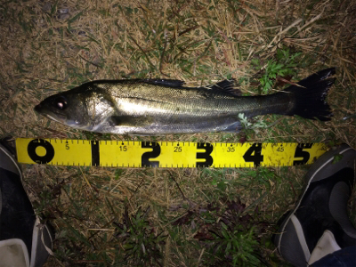 晩秋のシーバス