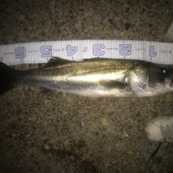 エクスセンスルアーで