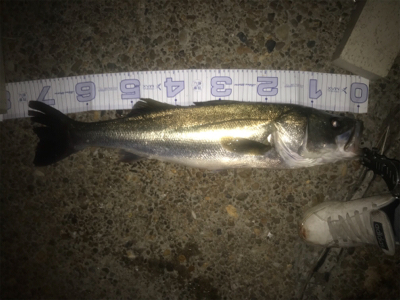 エクスセンスルアーで