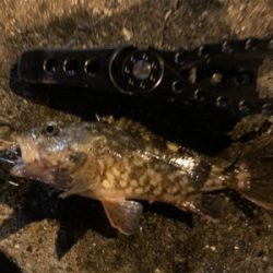 タチウオ引き釣り