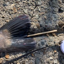 今週も親子フィシング